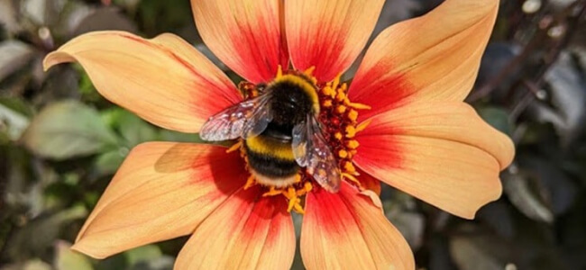 Mondrian Launches Global Equity ESG Strategy (1)