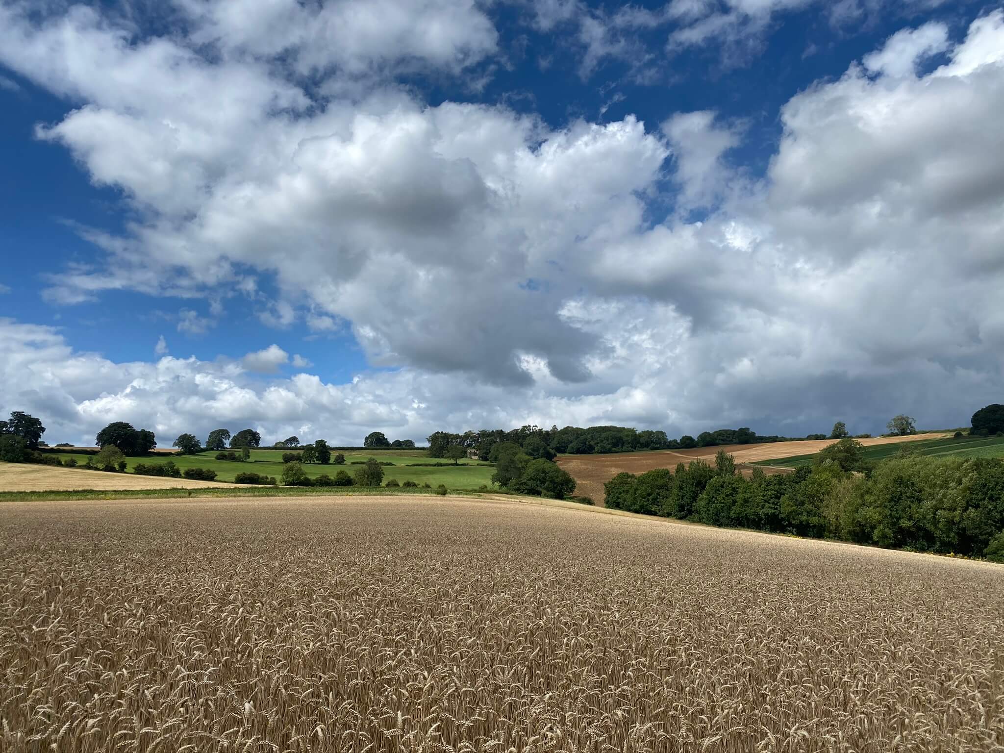 farm land with a blue sky