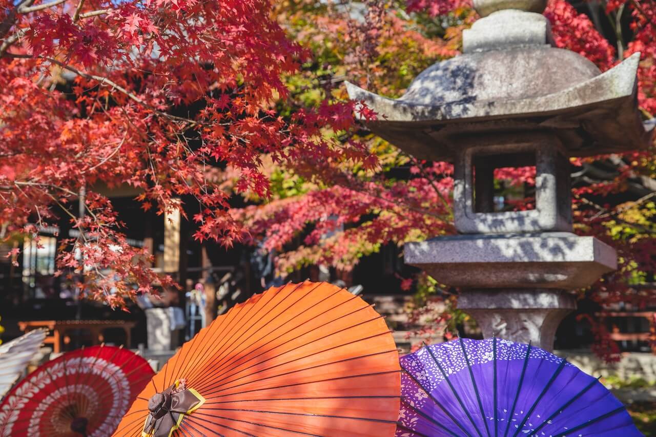 Japanese maple tree and umbrellas