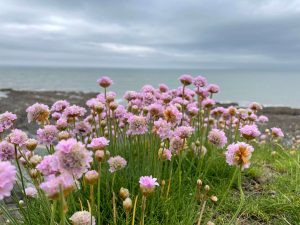 Pink flowers on a cliffside